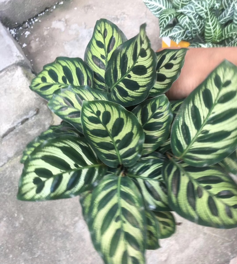 孔雀竹芋