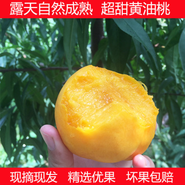 现摘黄金油桃新鲜水果桃子脆甜多汁露天黄蟠桃果园直发5斤