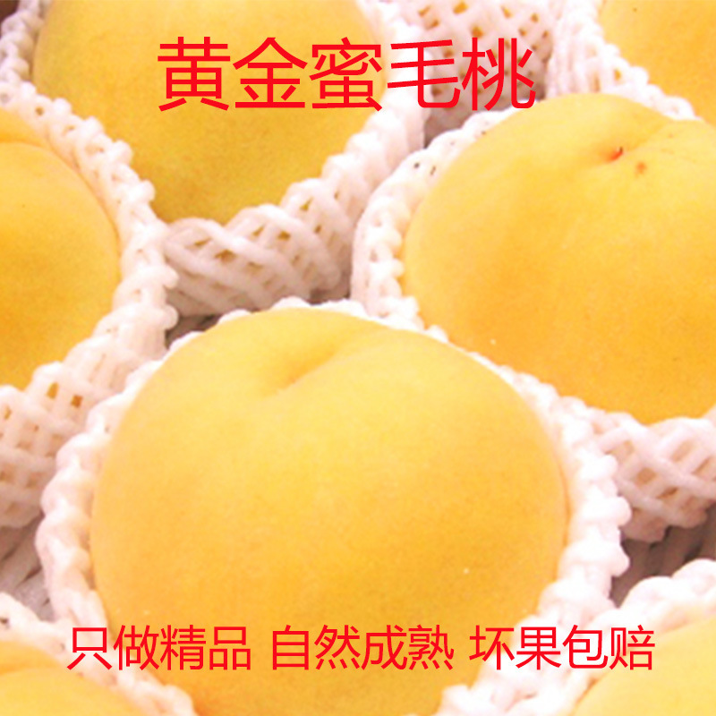 现摘黄金油桃新鲜水果桃子脆甜多汁露天黄蟠桃果园直发5斤
