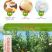 现摘黄金油桃新鲜水果桃子脆甜多汁露天黄蟠桃果园直发5斤