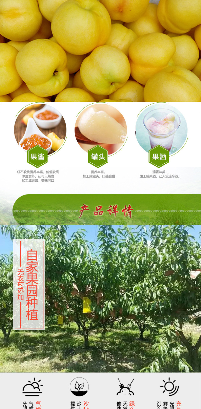 现摘黄金油桃新鲜水果桃子脆甜多汁露天黄蟠桃果园直发5斤