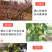 现摘黄金油桃新鲜水果桃子脆甜多汁露天黄蟠桃果园直发5斤