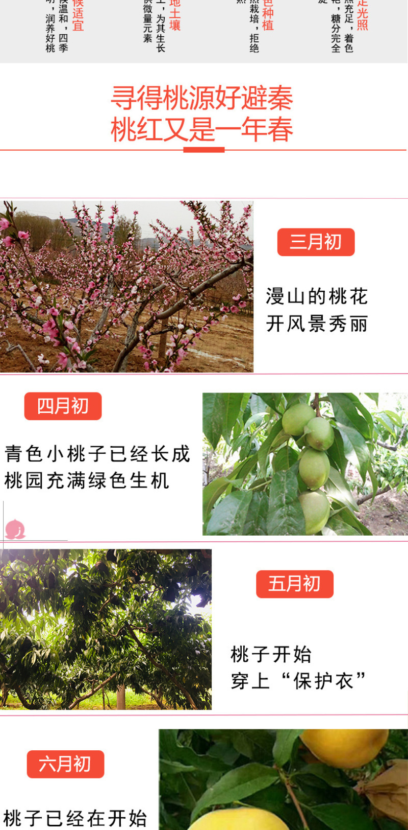 现摘黄金油桃新鲜水果桃子脆甜多汁露天黄蟠桃果园直发5斤