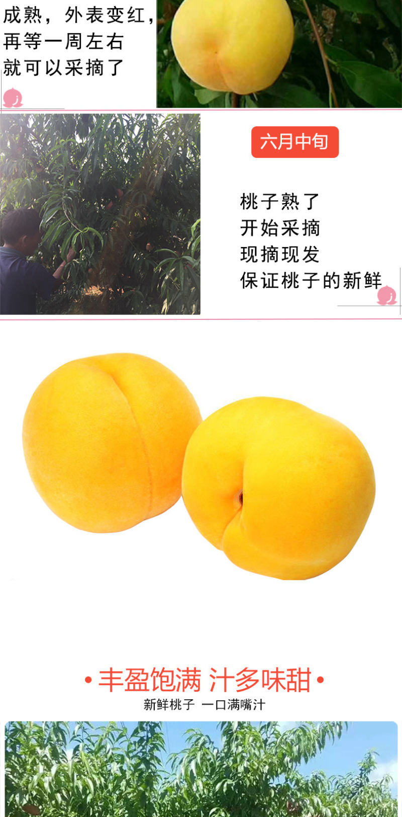 现摘黄金油桃新鲜水果桃子脆甜多汁露天黄蟠桃果园直发5斤