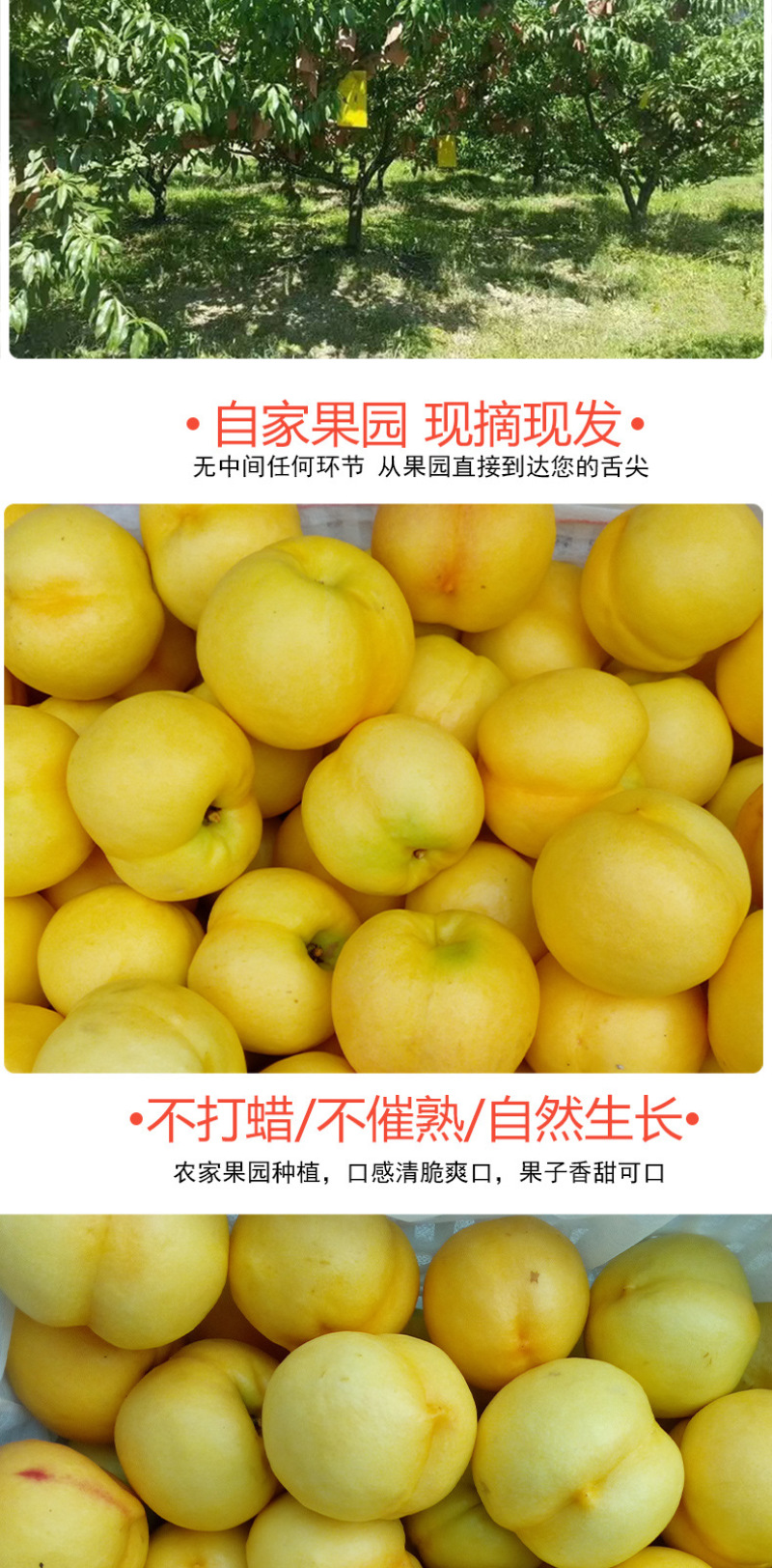 现摘黄金油桃新鲜水果桃子脆甜多汁露天黄蟠桃果园直发5斤