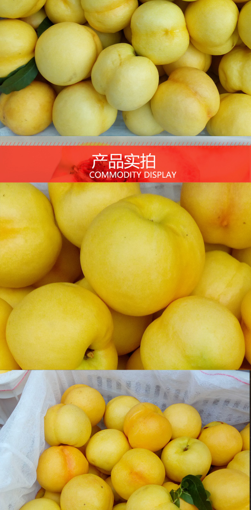 现摘黄金油桃新鲜水果桃子脆甜多汁露天黄蟠桃果园直发5斤