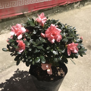 桃红杜鹃