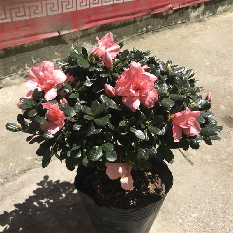 桃红杜鹃