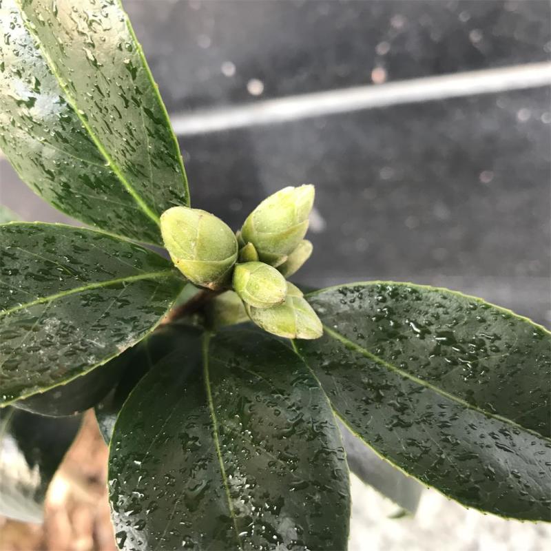 香水茶花