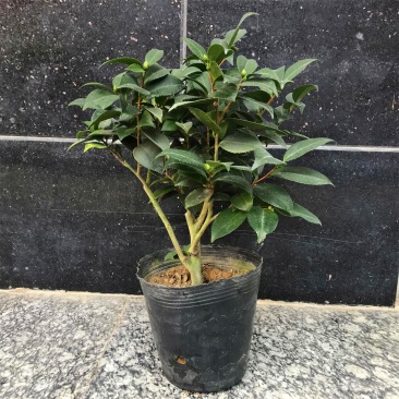 香水茶花