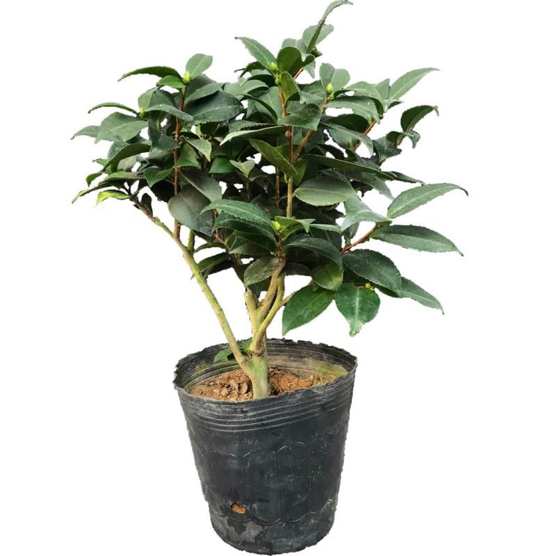 香水茶花