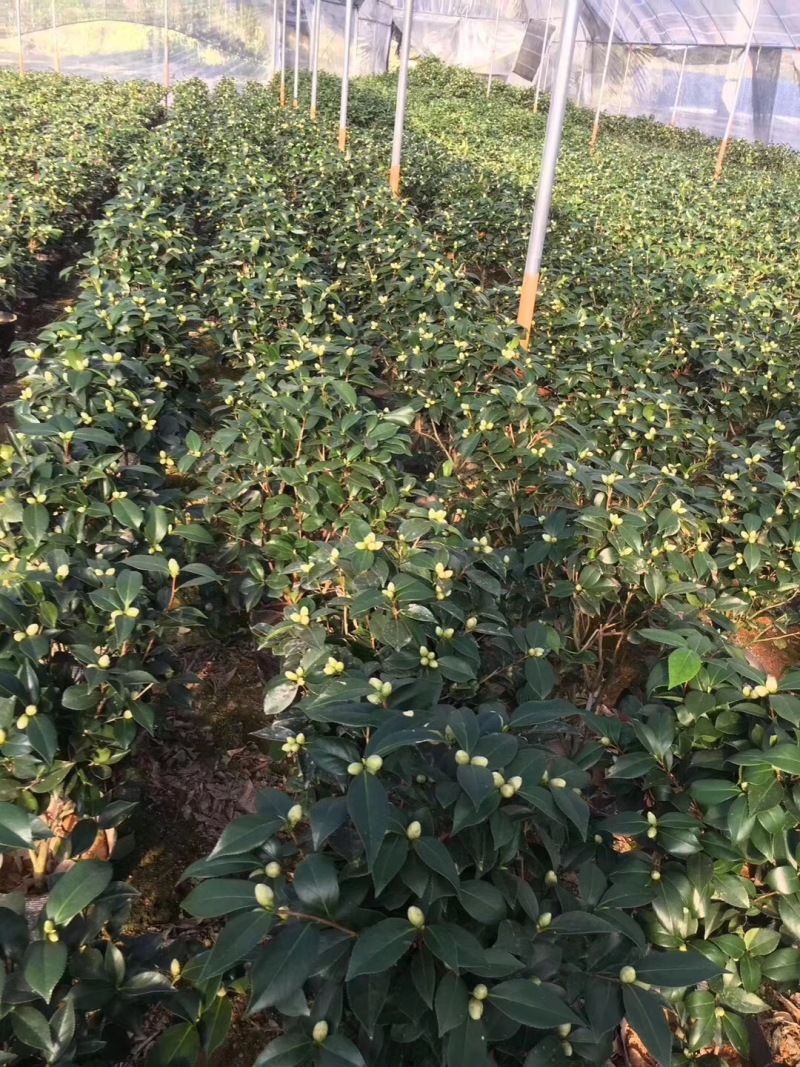 香水茶花