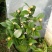 香水茶花