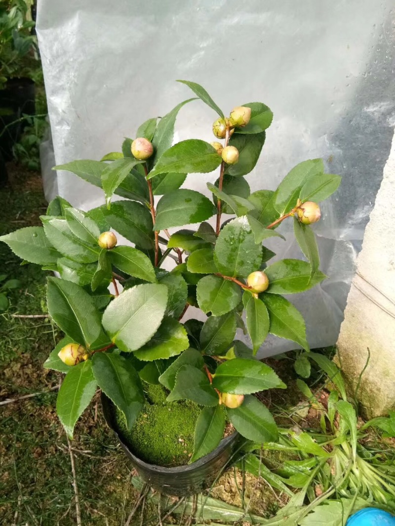 香水茶花