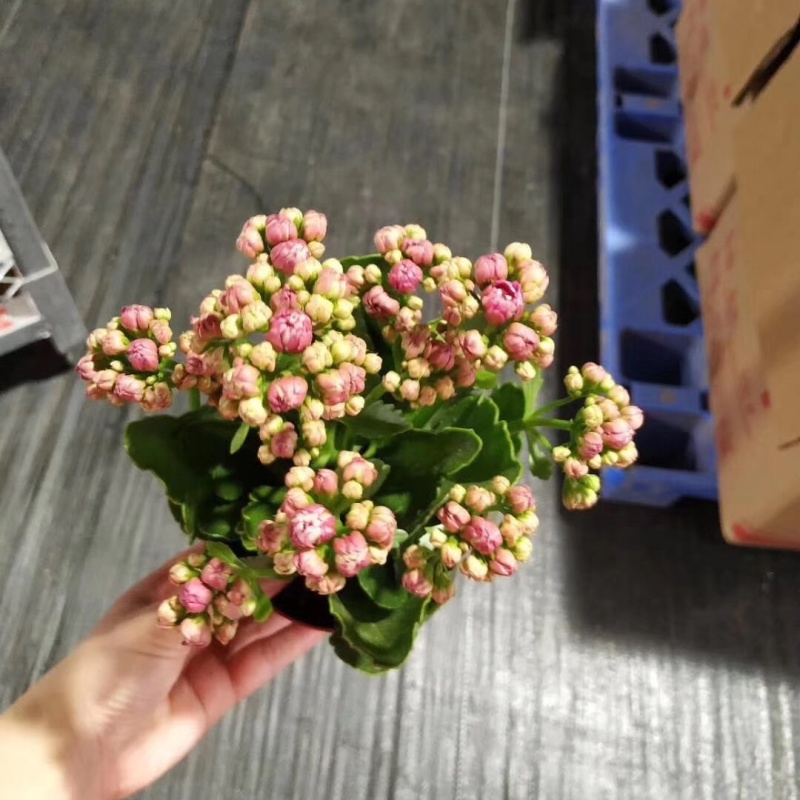 长寿花