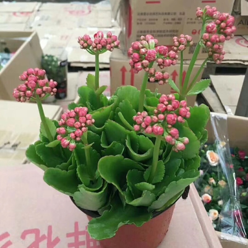 长寿花