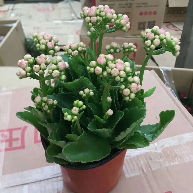 长寿花