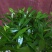 细叶栀子花
