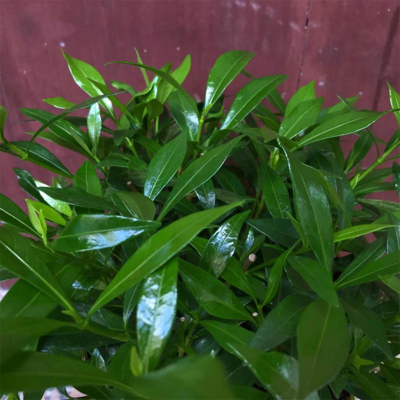 细叶栀子花