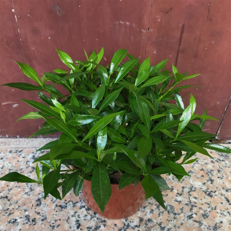 细叶栀子花