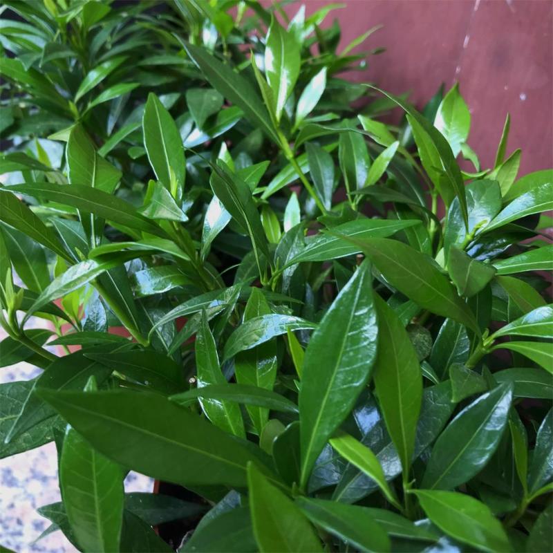 细叶栀子花