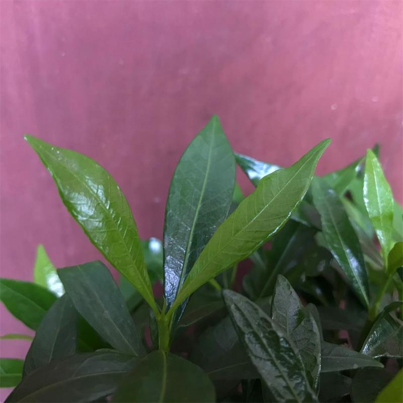细叶栀子花