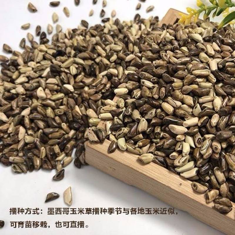 牧草种子墨西哥玉米草优12种子高产玉米