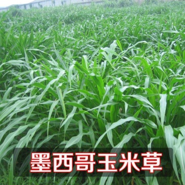 牧草种子墨西哥玉米草优12种子高产玉米