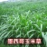 牧草种子墨西哥玉米草优12种子高产玉米