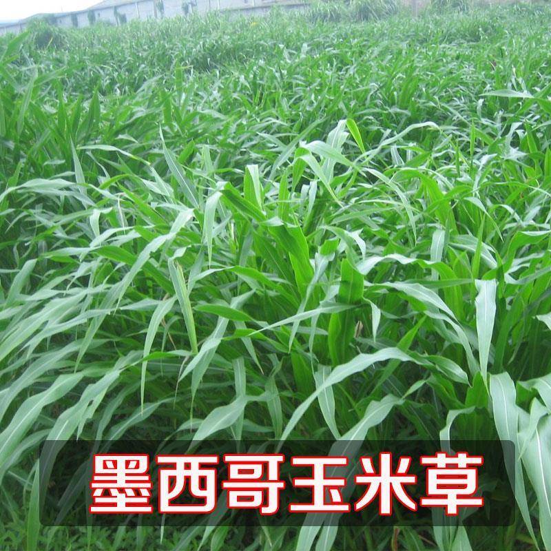 牧草种子墨西哥玉米草优12种子高产玉米