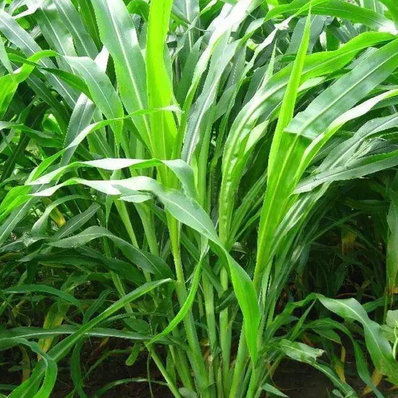 牧草种子墨西哥玉米草优12种子高产玉米