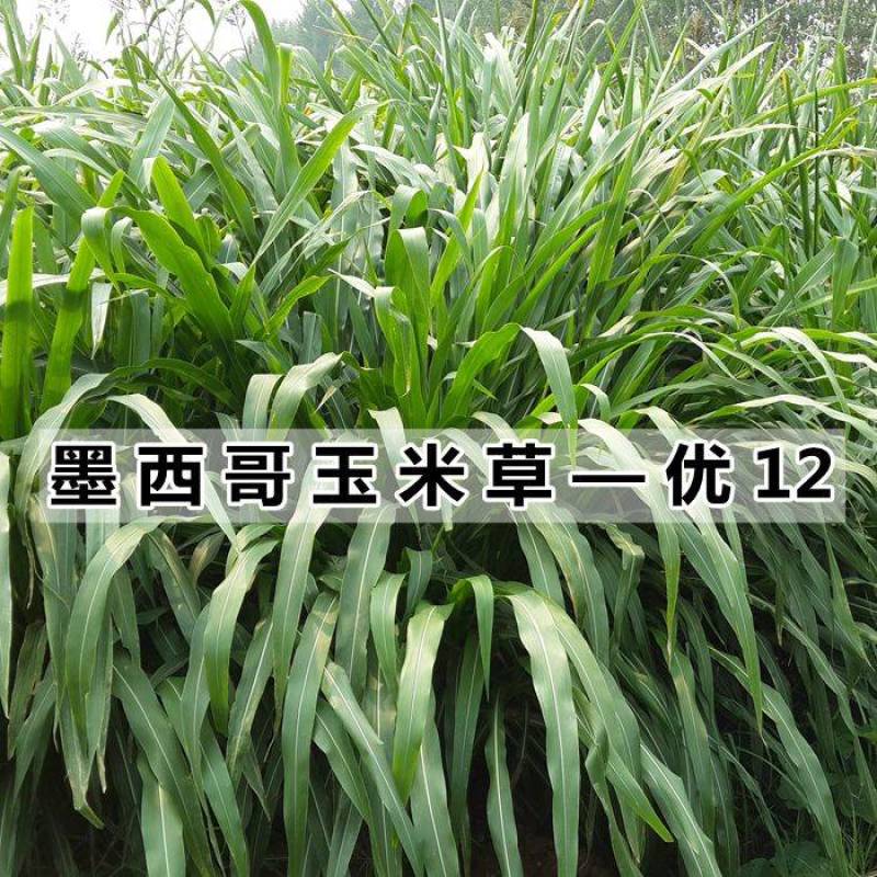 牧草种子墨西哥玉米草优12种子高产玉米