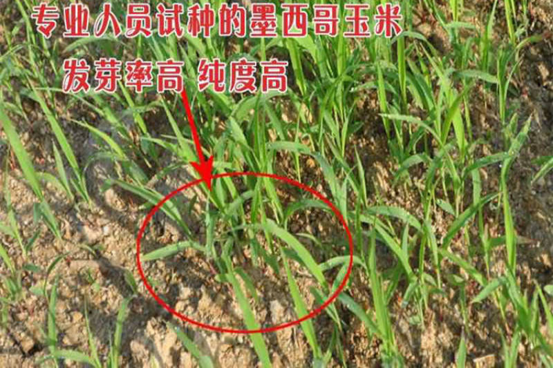 牧草种子墨西哥玉米草优12种子高产玉米