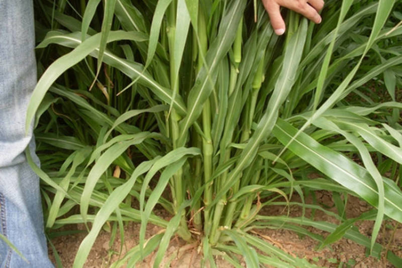 牧草种子墨西哥玉米草优12种子高产玉米