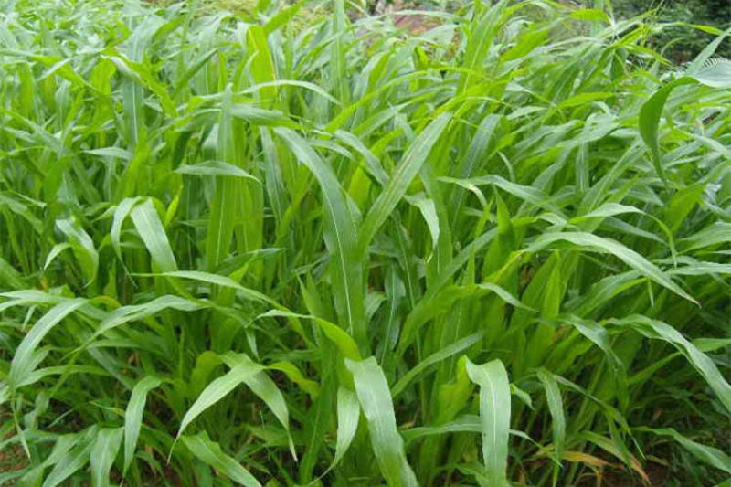 牧草种子墨西哥玉米草优12种子高产玉米