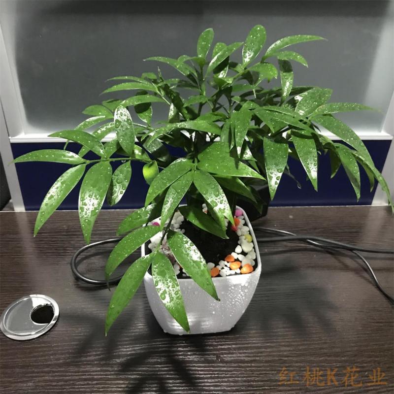四季常青竹柏办公室小绿植