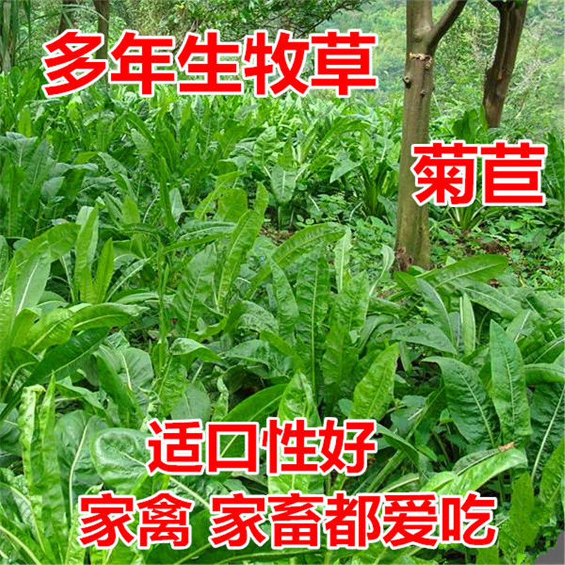 菊苣种子四季青多年生牧草籽猪牛羊鸡鸭鹅百绿进口南北方包邮