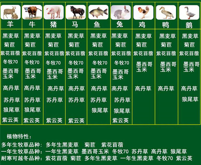 菊苣种子四季青多年生牧草籽猪牛羊鸡鸭鹅百绿进口南北方包邮