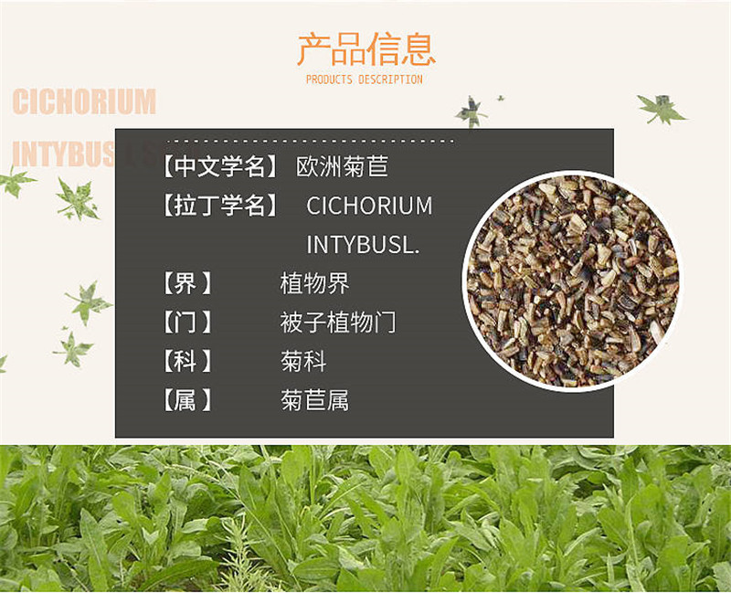 菊苣种子四季青多年生牧草籽猪牛羊鸡鸭鹅百绿进口南北方包邮