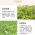 菊苣种子四季青多年生牧草籽猪牛羊鸡鸭鹅百绿进口南北方包邮