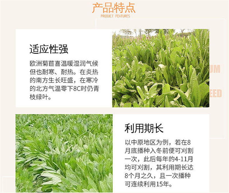 菊苣种子四季青多年生牧草籽猪牛羊鸡鸭鹅百绿进口南北方包邮