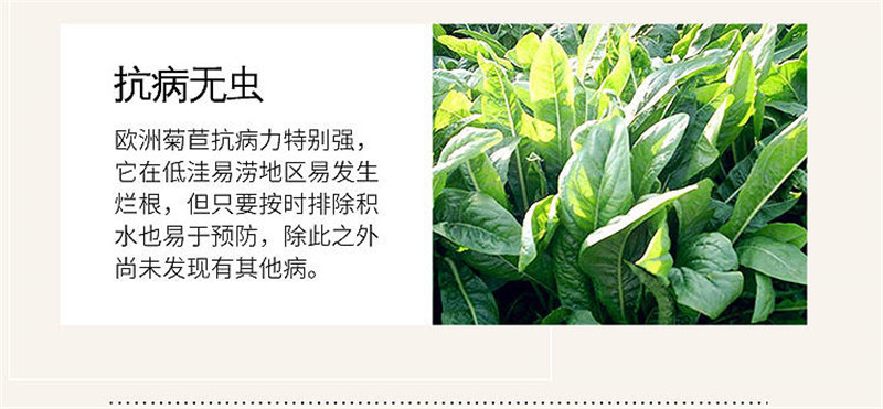菊苣种子四季青多年生牧草籽猪牛羊鸡鸭鹅百绿进口南北方包邮