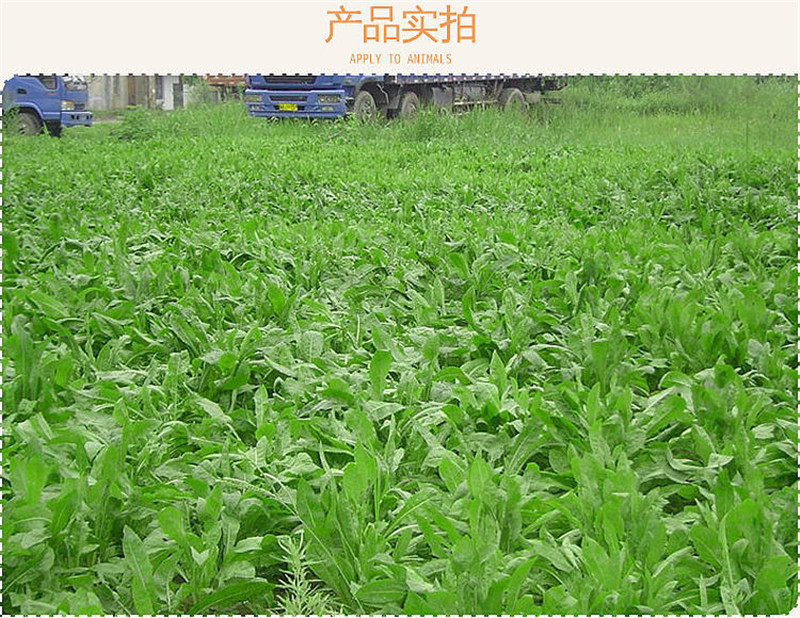 菊苣种子四季青多年生牧草籽猪牛羊鸡鸭鹅百绿进口南北方包邮
