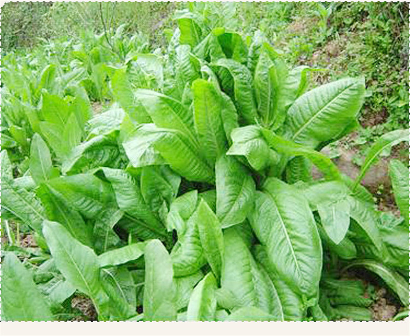 菊苣种子四季青多年生牧草籽猪牛羊鸡鸭鹅百绿进口南北方包邮