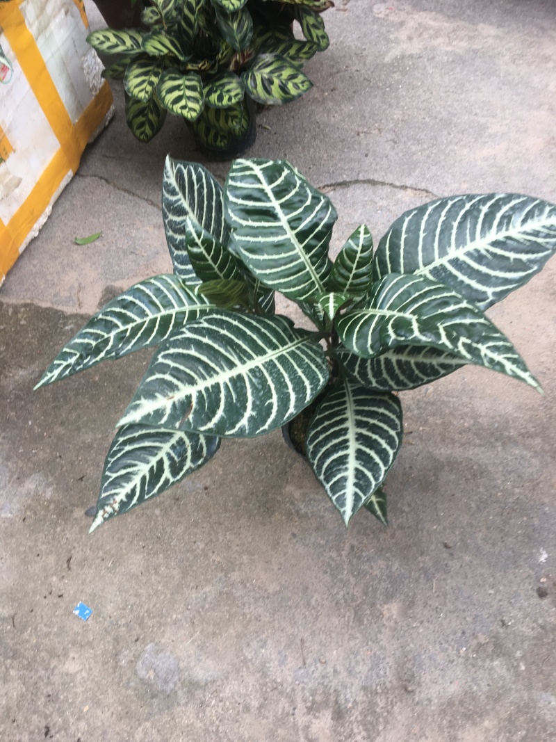 爵床银脉