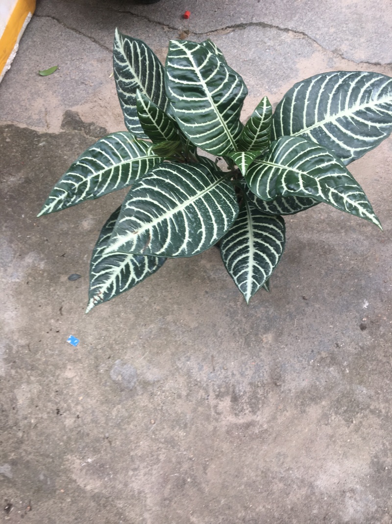 爵床银脉