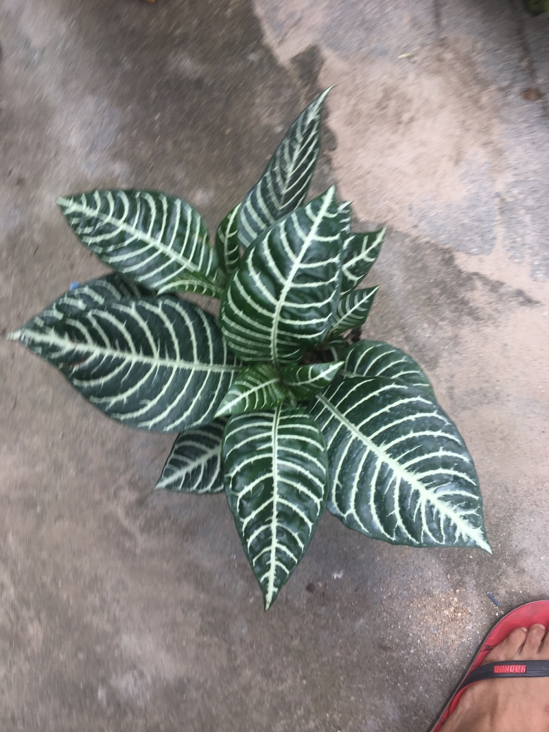爵床银脉