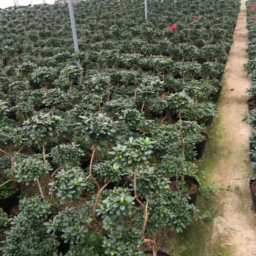 比利时杜鹃游龙造型正在开花