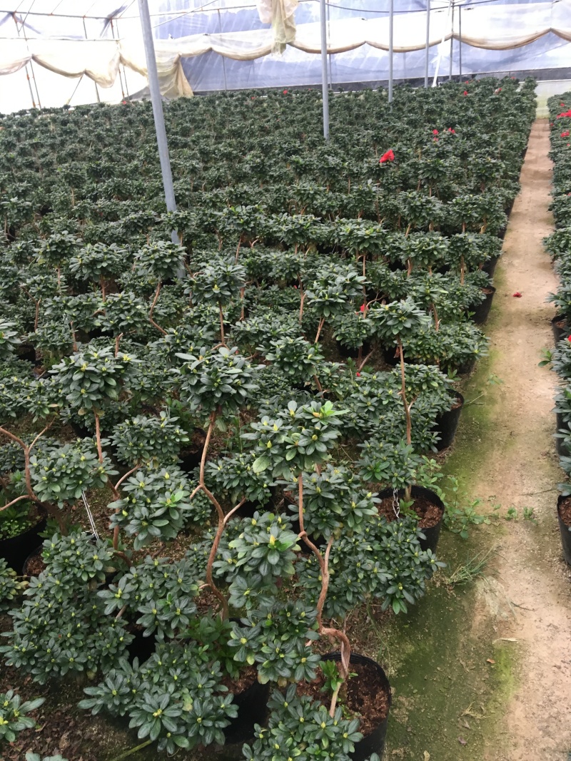 比利时杜鹃游龙造型正在开花