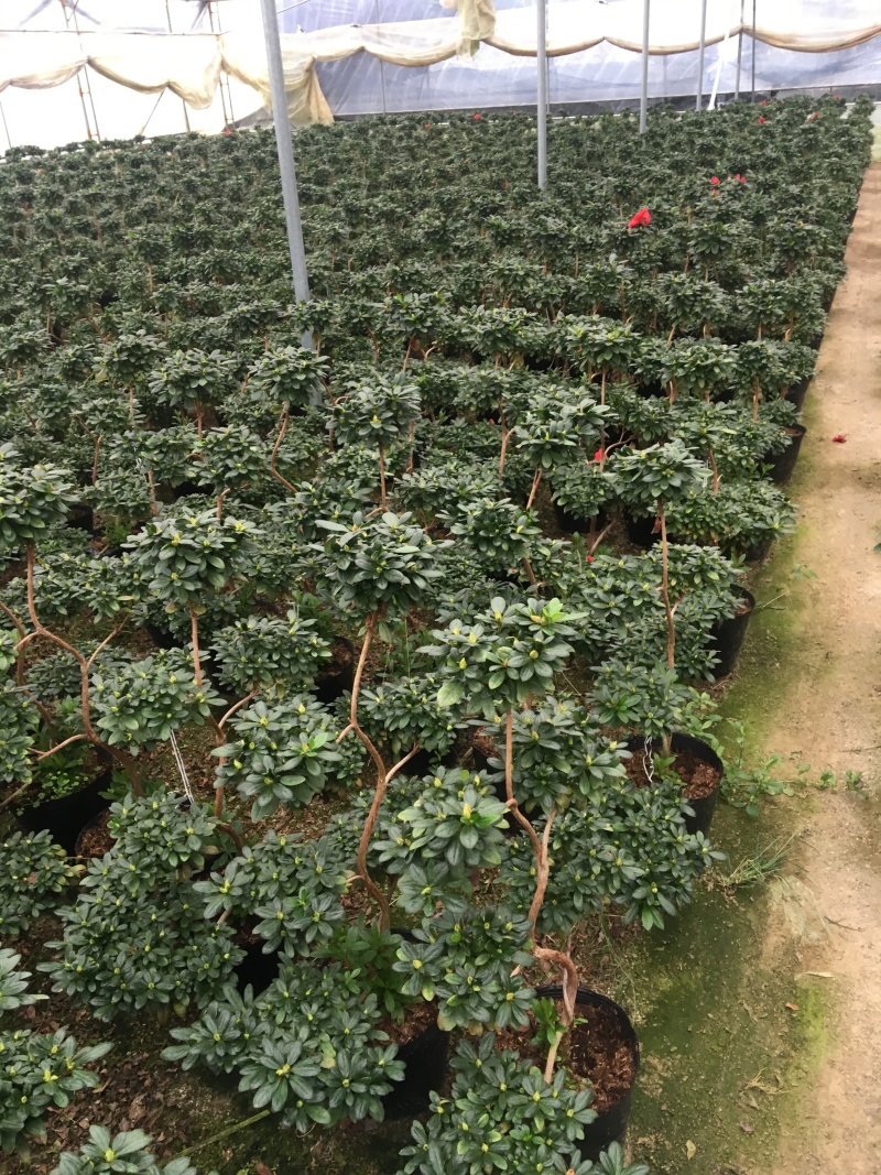 比利时杜鹃游龙造型正在开花
